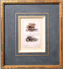 Plumage study of ducks in a natural environment with descriptive notes: early study for book Concealing-Coloration in the Animal Kingdom; Pen and ink on paper